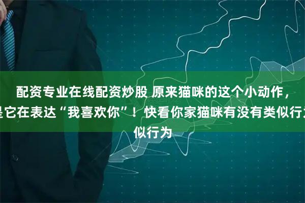 配资专业在线配资炒股 原来猫咪的这个小动作，是它在表达“我喜欢你”！快看你家猫咪有没有类似行为