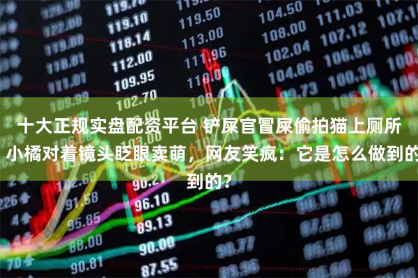 十大正规实盘配资平台 铲屎官冒屎偷拍猫上厕所，小橘对着镜头眨眼卖萌，网友笑疯：它是怎么做到的？